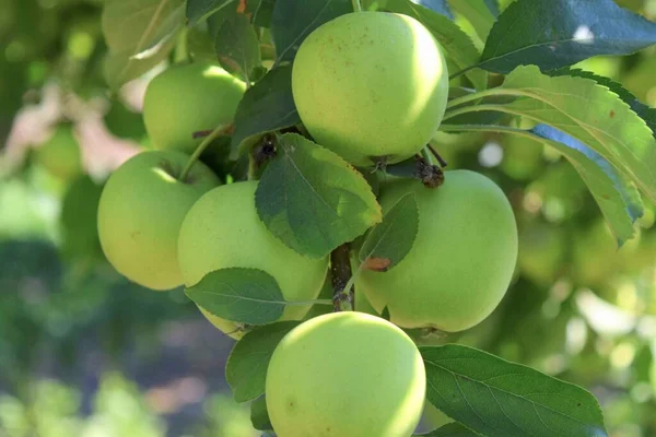 Maçãs Verdes Não Maduras Ramo — Fotografia de Stock