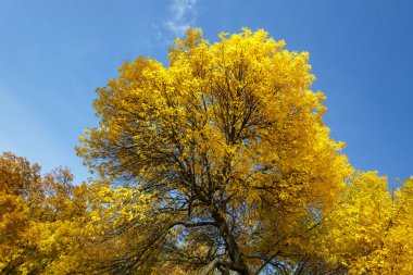Güzel renkli sonbahar ağaç - yeşil, sarı, turuncu yaprak koleksiyonu
