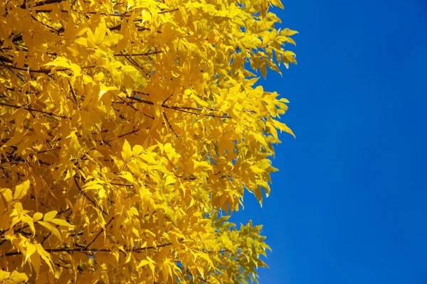 Albero autunnale con foglie gialle — Foto Stock