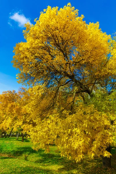 노란 잎이 푸른 하늘에 대 한가 나무 — 스톡 사진