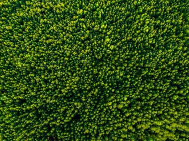 En iyi casus uçak ormana görünümü