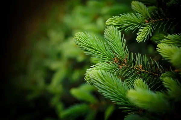 Pozadí z vánoční strom větví a jehličí — Stock fotografie
