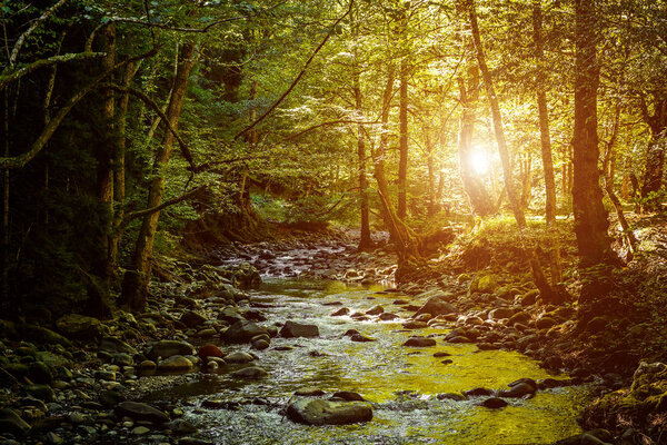 River deep in mountain forest. Nature composition. Sunset