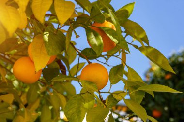 mandalina meyve ağacı üzerinde