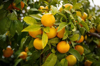 Mandarin portakal Lucky için Çin halkı anlamına.