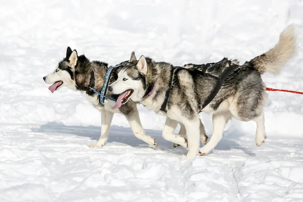 Pair of runs husky dog sleigh harnessed winter landscape on a sunny day. Royalty Free Stock Photos