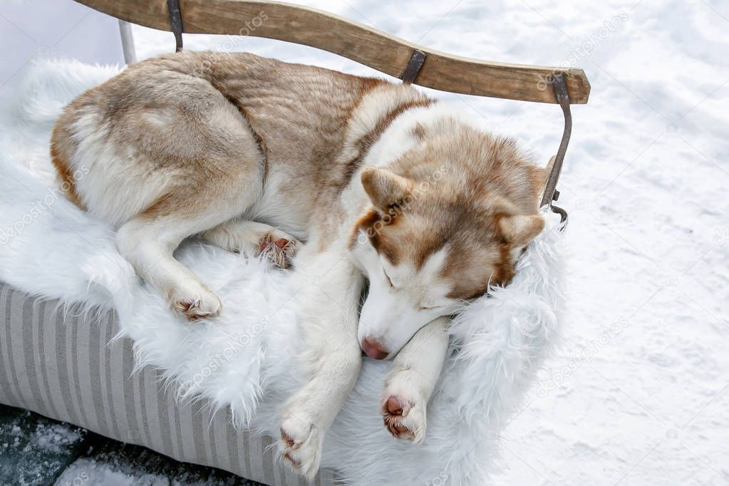 Sweet husky asleep on white skin, winter