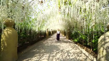 Çiçek açmış güzel mor salkımlarla yürüyen bir kadın. Japonya 'daki Ashikaga Çiçek Parkı' ndaki bir bahçede çiçek açan Wisteria tüneli.