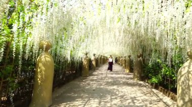 Çiçek açmış güzel mor salkımlarla yürüyen bir kadın. Japonya 'daki Ashikaga Çiçek Parkı' ndaki bir bahçede çiçek açan Wisteria tüneli.