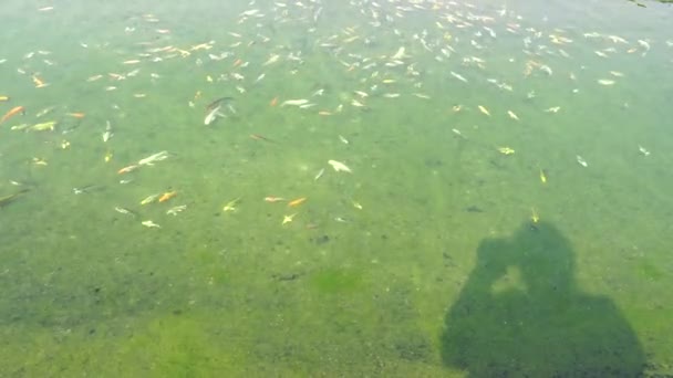绿色湖中的小鱼 — 图库视频影像