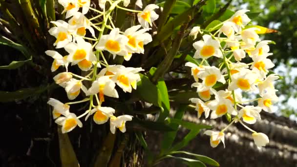 树上的白色野生兰花 — 图库视频影像