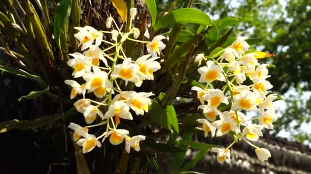 Weiße Wilde Orchidee Auf Einem Baum — Stockvideo