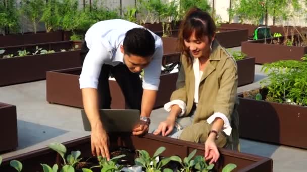 Boss Wears Suit Research Staff Watching Vegetable Plots Planted Roof — Stock Video