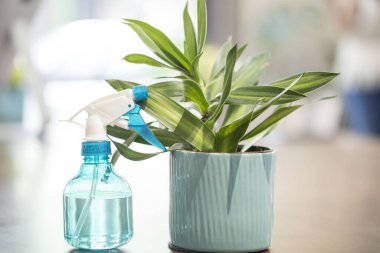 Bitkileri yeşil kaplarda sulamak için mavi su değneği. Doğayı işyerine döndürmek için ofise koyun..