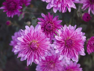 Güzel bir mini kasımpatı çiçeği. Parlak ve doymuş tomurcuklar.