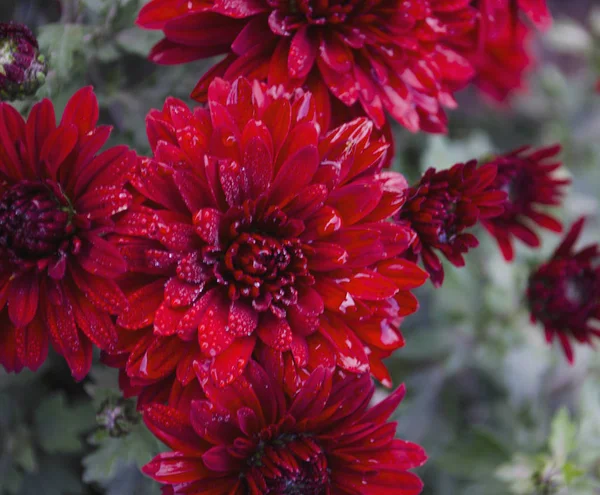 Beautiful flower of mini chrysanthemum. Bright and saturated buds. — Stock Photo, Image