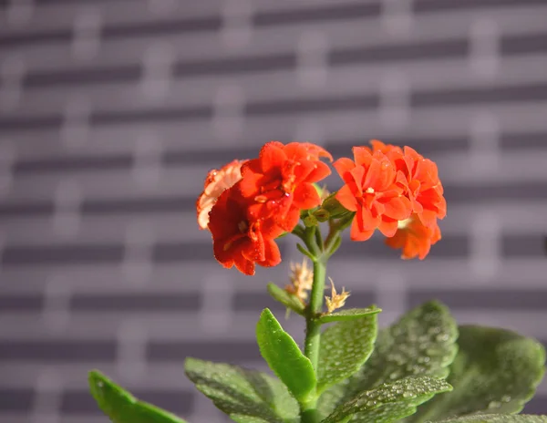 Cyclamen in verschiedenen Stadien der Blüte. rote kleine Blüten. Pflege für Hausblumen. — Stockfoto