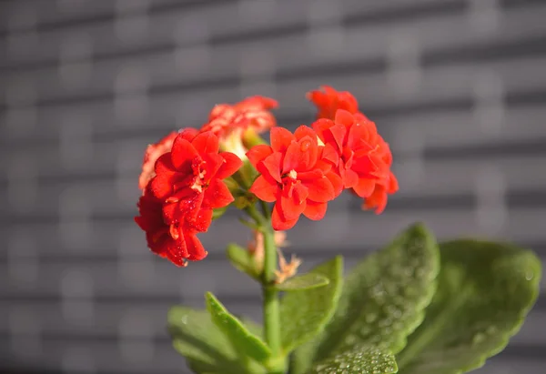 Cyclamen in verschiedenen Stadien der Blüte. rote kleine Blüten. Pflege für Hausblumen. — Stockfoto