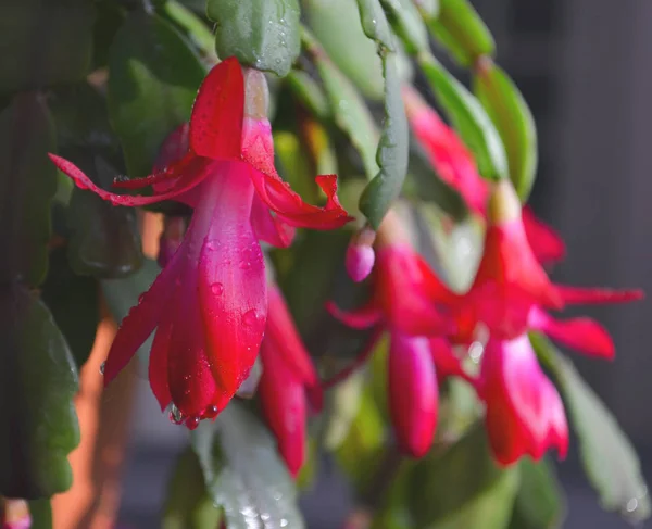 Beautiful pink Schlumbergera plant with green leaves. Home flowerpots and care for them. — 스톡 사진