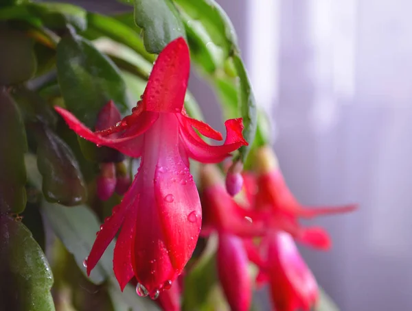 Beautiful pink Schlumbergera plant with green leaves. Home flowerpots and care for them. — Stock Photo, Image