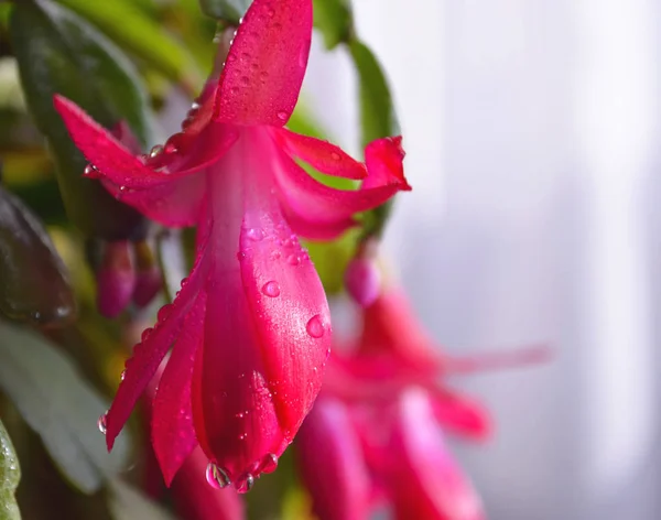Schöne rosa Schlumbergera Pflanze mit grünen Blättern. Blumentöpfe zu Hause und sie pflegen. — Stockfoto