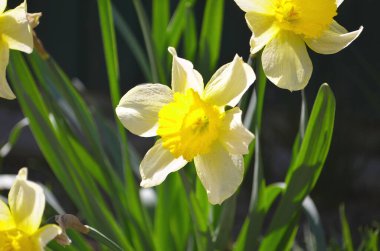 Bahar çiçekleri menekşe, beyaz-mavi ve kırmızı renkler çiçek açan bahçede Nisan günü.