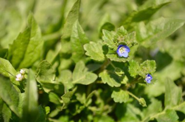 Bahar çiçekleri menekşe, beyaz-mavi ve kırmızı renkler çiçek açan bahçede Nisan günü.