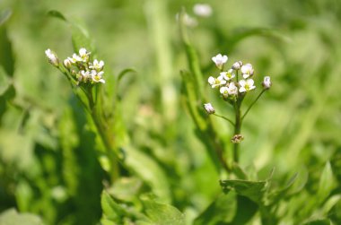 Bahar çiçekleri menekşe, beyaz-mavi ve kırmızı renkler çiçek açan bahçede Nisan günü.