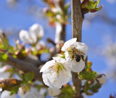Baharda kiraz, kayısı ve şeftali ağacı çiçeği. Dallardaki çiçek arılarının polenlemesi.
