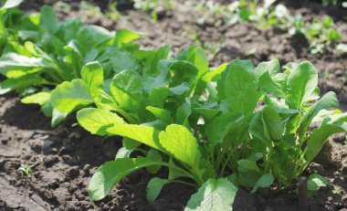 Turp ya da Raphanus sativus, ekilmiş turp, daikon, turp. Bahçede bahar sebzesi. Tohumlar büyüyor..