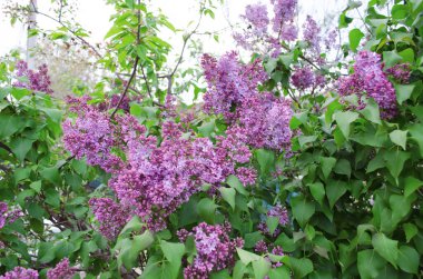 Şırınga çiçek açıyor. İlkbaharda çiçek açan çalı. Yakın plan, menekşe ve leylak çiçeği. Mayıs 2020