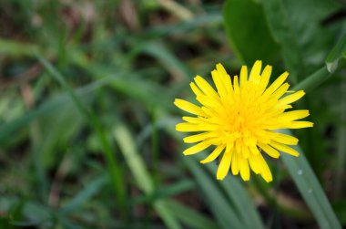 Uzun saplı Taraxacum tesisi. Yaz otlağının arka planında bulanık yeşil bitki üzerinde beyaz tohumlardan oluşan karahindiba saat üflüyordu. Beyaz karahindiba çiçeğinin kabarık dokusu. Kırılganlık kavramı.