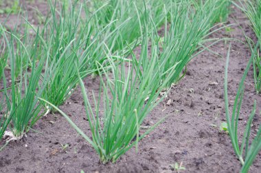 Taze taze soğanlar. Bahçede sıra sıra soğanlar. Damlatma sulama.