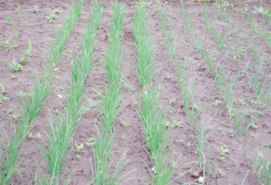 Taze taze soğanlar. Bahçede sıra sıra soğanlar. Damlatma sulama.