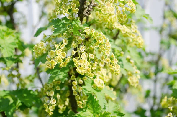Weicher Selektiver Fokus Gelber Ribes Aureum Blüten Johannisbeerblüten Rot Und — Stockfoto