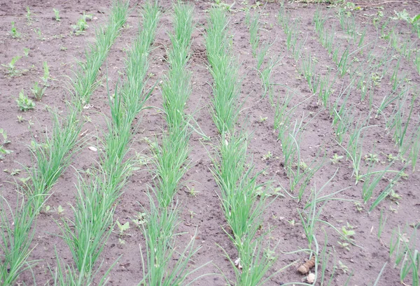 Verse Jonge Uien Uien Tuin Rijen Druppelirrigatie — Stockfoto