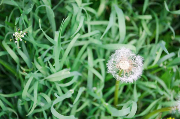 Blowball Taraxacum Plant Long Stem Blowing Dandelion Clock White Seeds — Stock Photo, Image