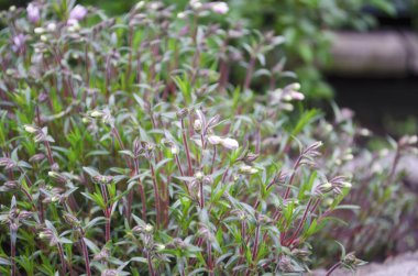 Çiçek tarlasında bahar çiçekleri. Örgü ve çalılar. Parlak ve çiçek açan tomurcuklar. Bahar renkleri.