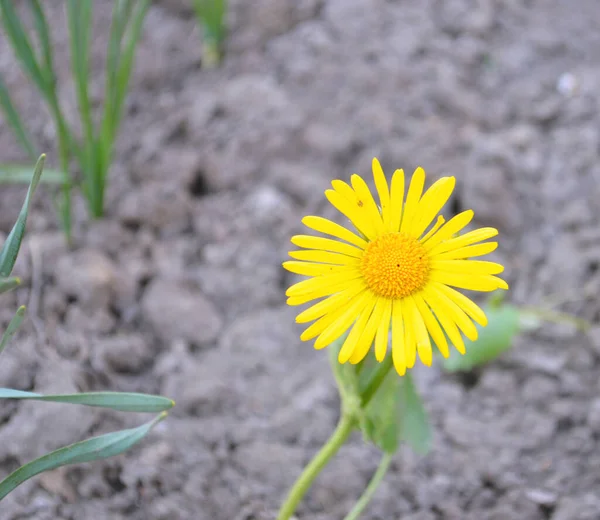 Vårblommor Rabatten Vävnader Och Buskar Ljusa Och Blommande Knoppar Våren — Stockfoto