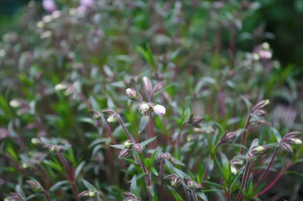 Flores Primavera Macizo Flores Tejidos Arbustos Brotes Brillantes Florecientes Primavera — Foto de Stock