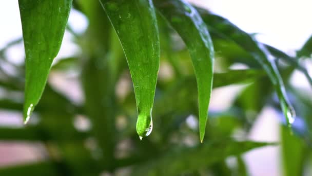 Nasse Palme Regen Tropfen Laufen Die Blätter Herunter — Stockvideo