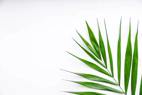 Palm Branch White Background Macro — 스톡 사진