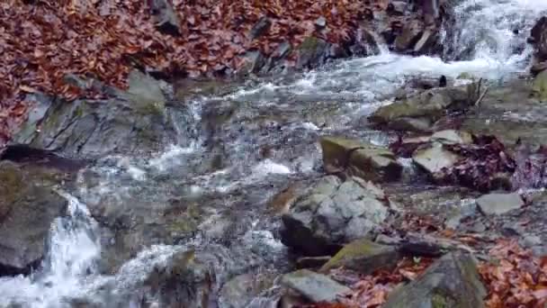 多雨的秋天一条山溪流下森林里的石子 — 图库视频影像