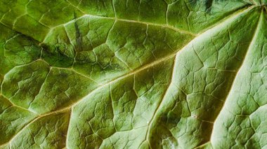 Aspen ağacının yeşil yaprağı. makro