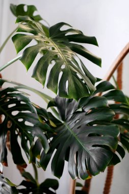  Büyük yeşil canavar yaprakları veya bölünmüş yapraklı filodendron (Monstera deliciosa) tropikal yaprak bitkisi beyaz arka planda yalıtılmış, kırpma yolu içerir.                        