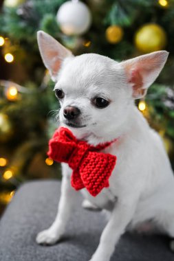 Beyaz safkan Chihuahua köpeği dudaklarını yalıyor. Köpeğin doğum günü. Takım çalışması
