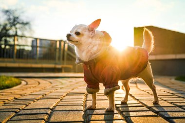 Beyaz safkan Chihuahua köpeği güneşli bir günde kırmızı tulum içinde yürüyüşe çıktı.