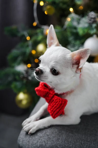 Branco Puro Chihuahua Cão Lambe Lábios Aniversário Cão Formação Equipa — Fotografia de Stock