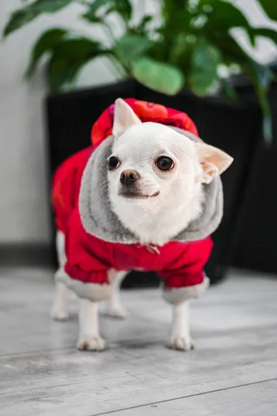 Branco Raça Pura Chihuahua Cão Está Indo Para Passeio Parque — Fotografia de Stock
