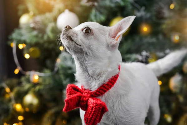 White purebred chihuahua dog posing near the Christmas tree. Dog\'s birthday.
